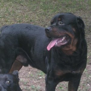 Meet your Posher, Renee